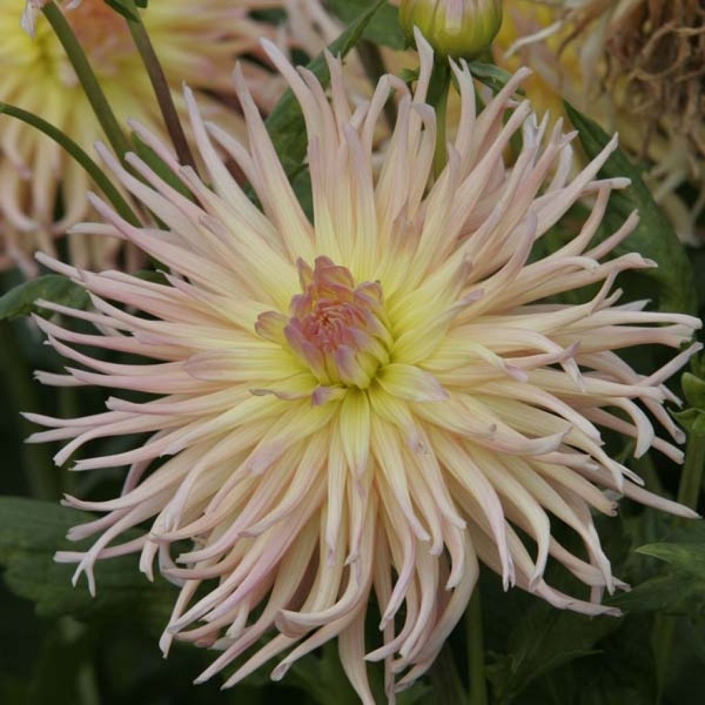 Kaktus-Dahlie Apricot Star