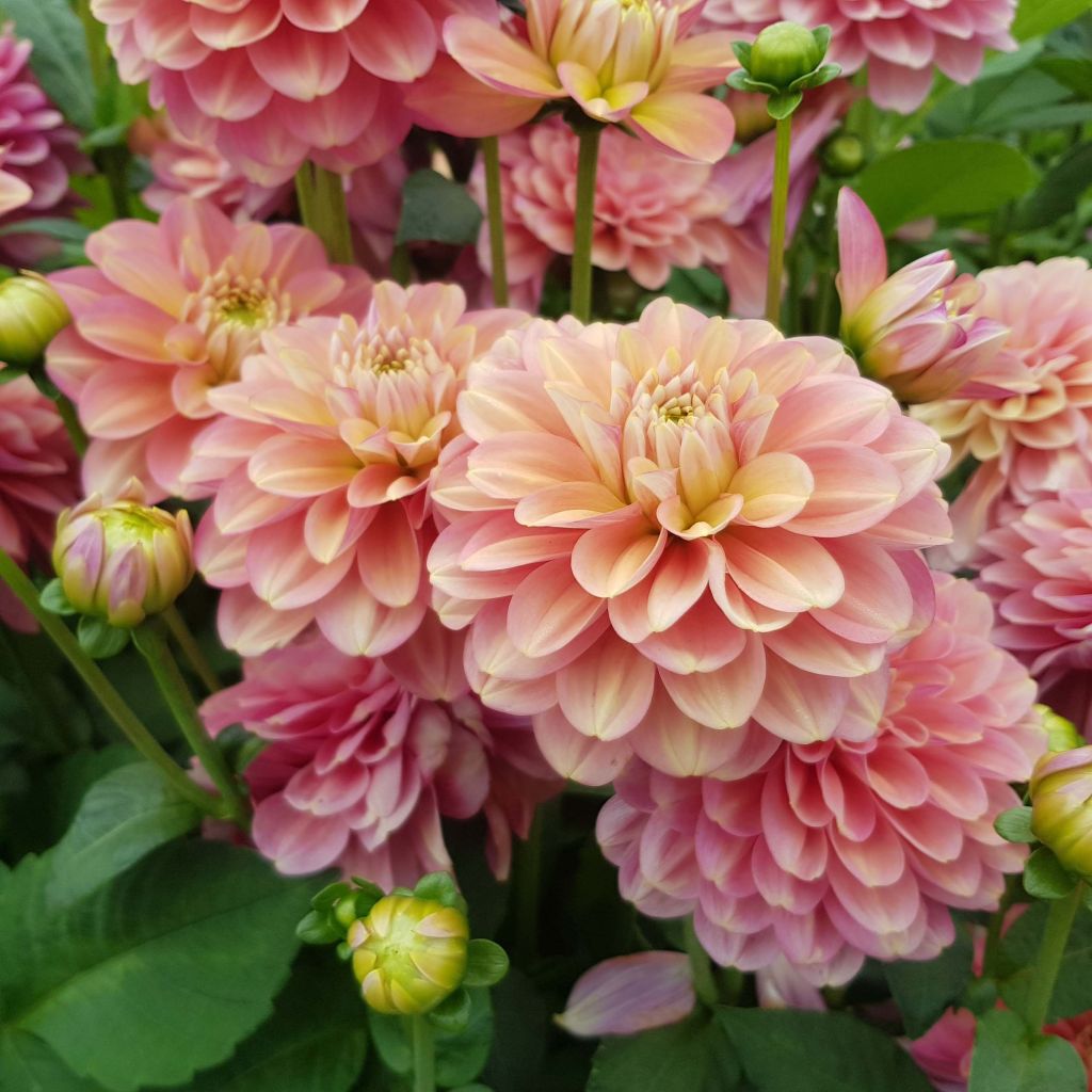 Dekorative Dahlie Milena Fleur