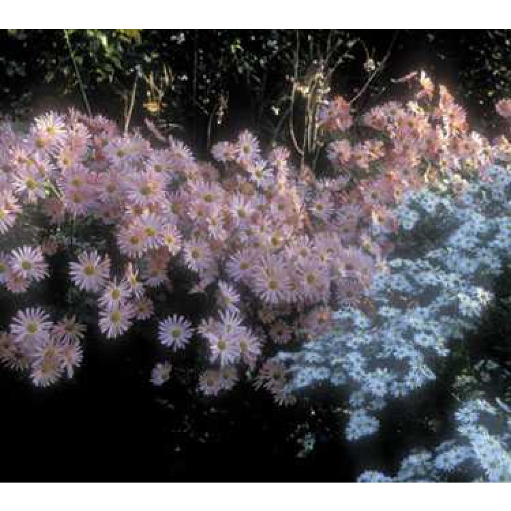 Dendranthema Hillside Pink Sheffield - Gewöhnlicher Feldrittersporn