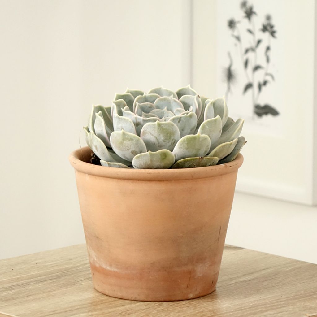 Echeveria lilacina - Echeverie