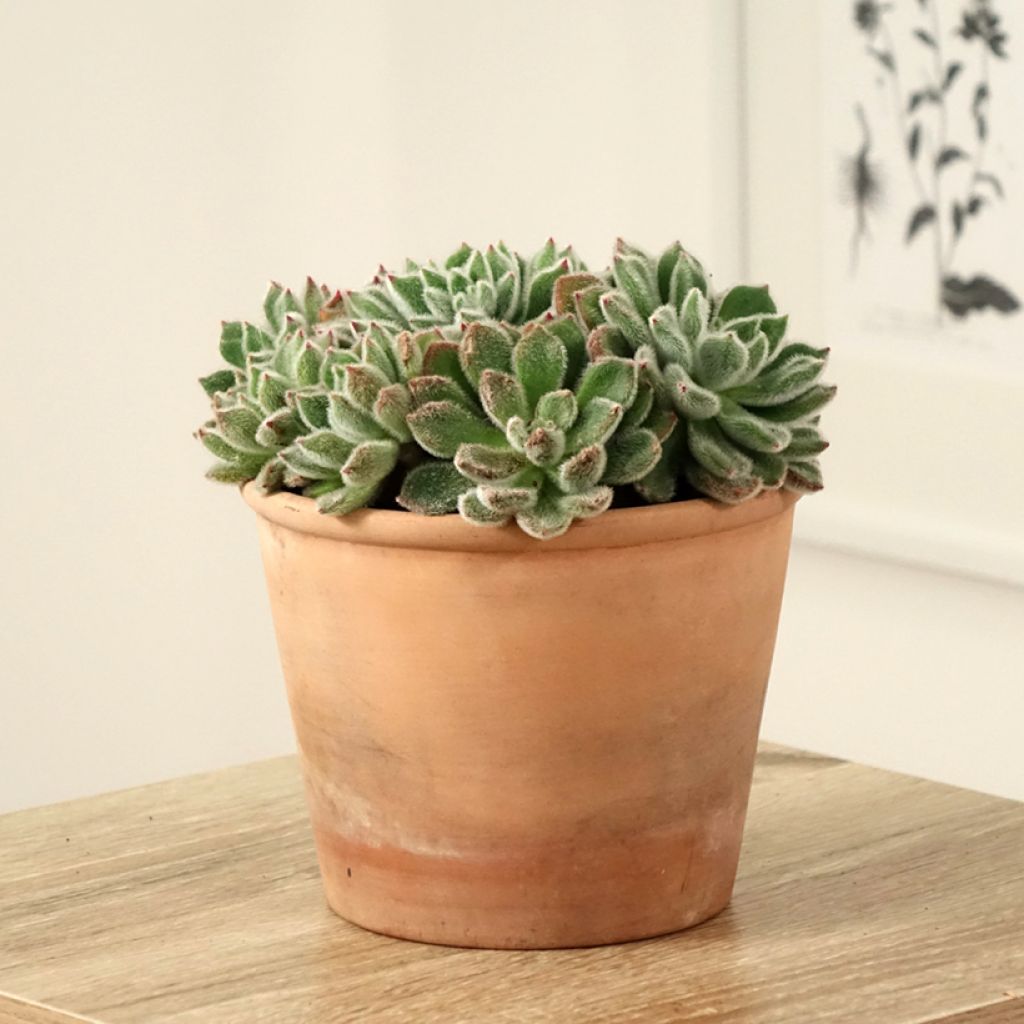 Echeveria setosa - Echeverie