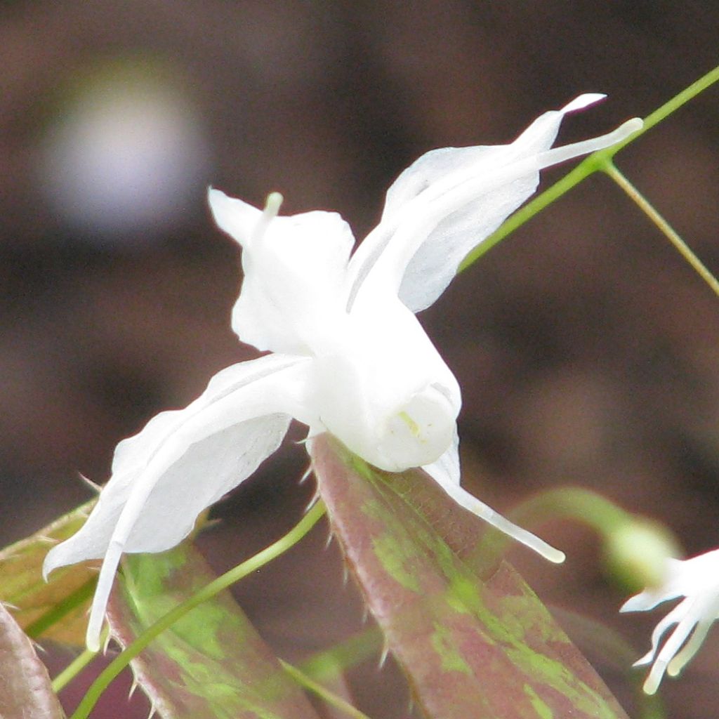 Epimedium ogisui - Elfenblume