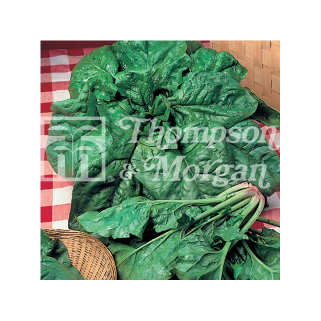Spinat Viridis