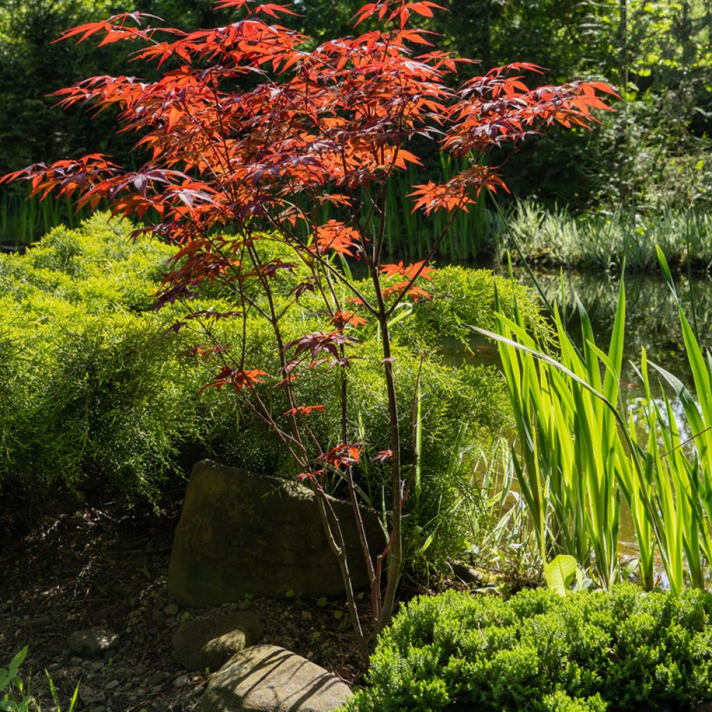 Fächerahorn Atropurpureum - Acer palmatum