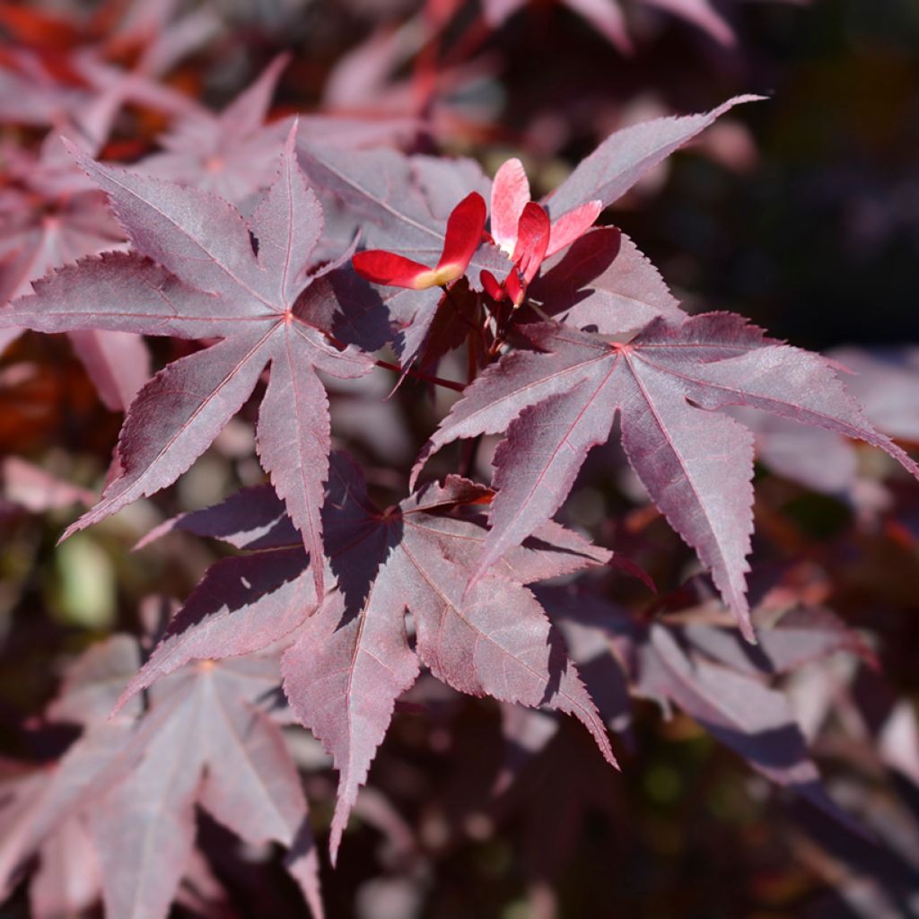 Fächerahorn Bloodgood - Acer palmatum