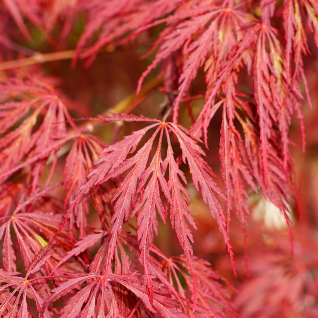Fächerahorn Dissectum Garnet - Acer palmatum