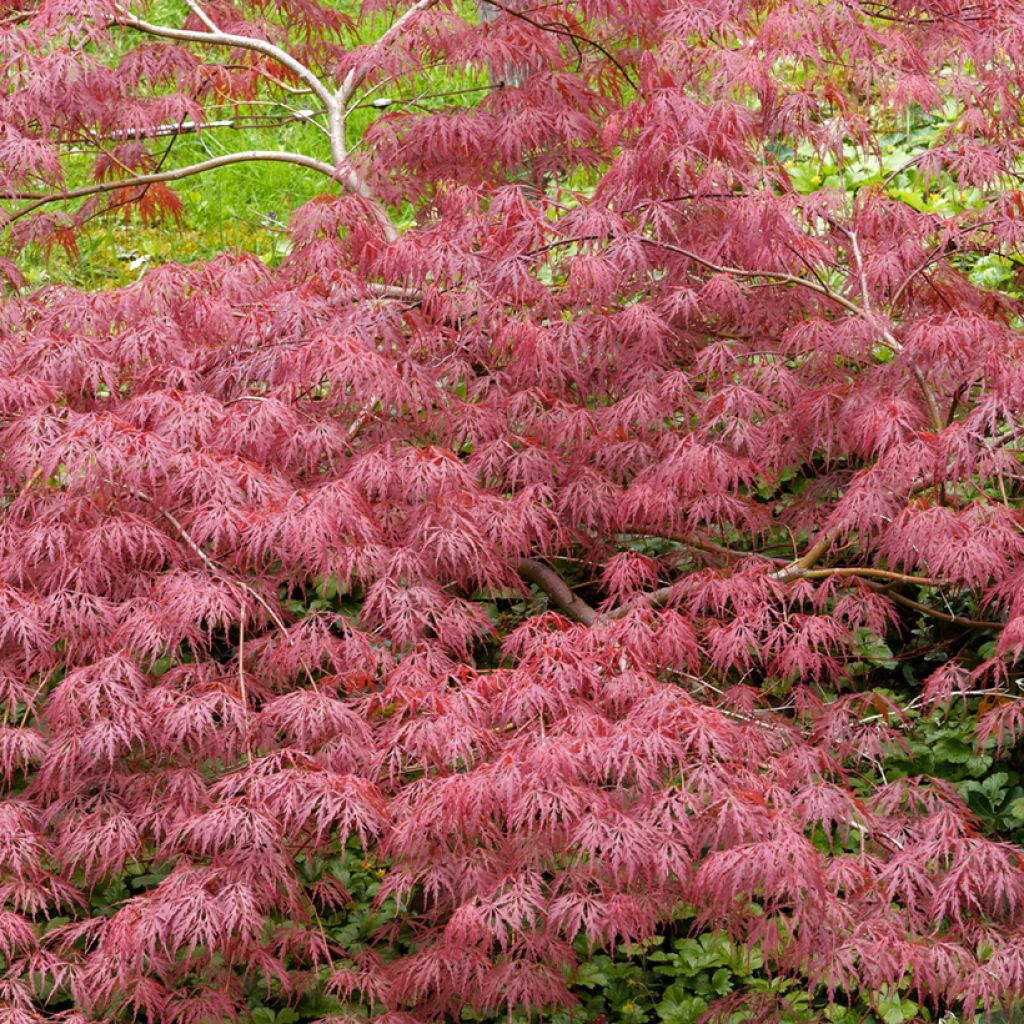 Fächerahorn Dissectum Garnet - Acer palmatum