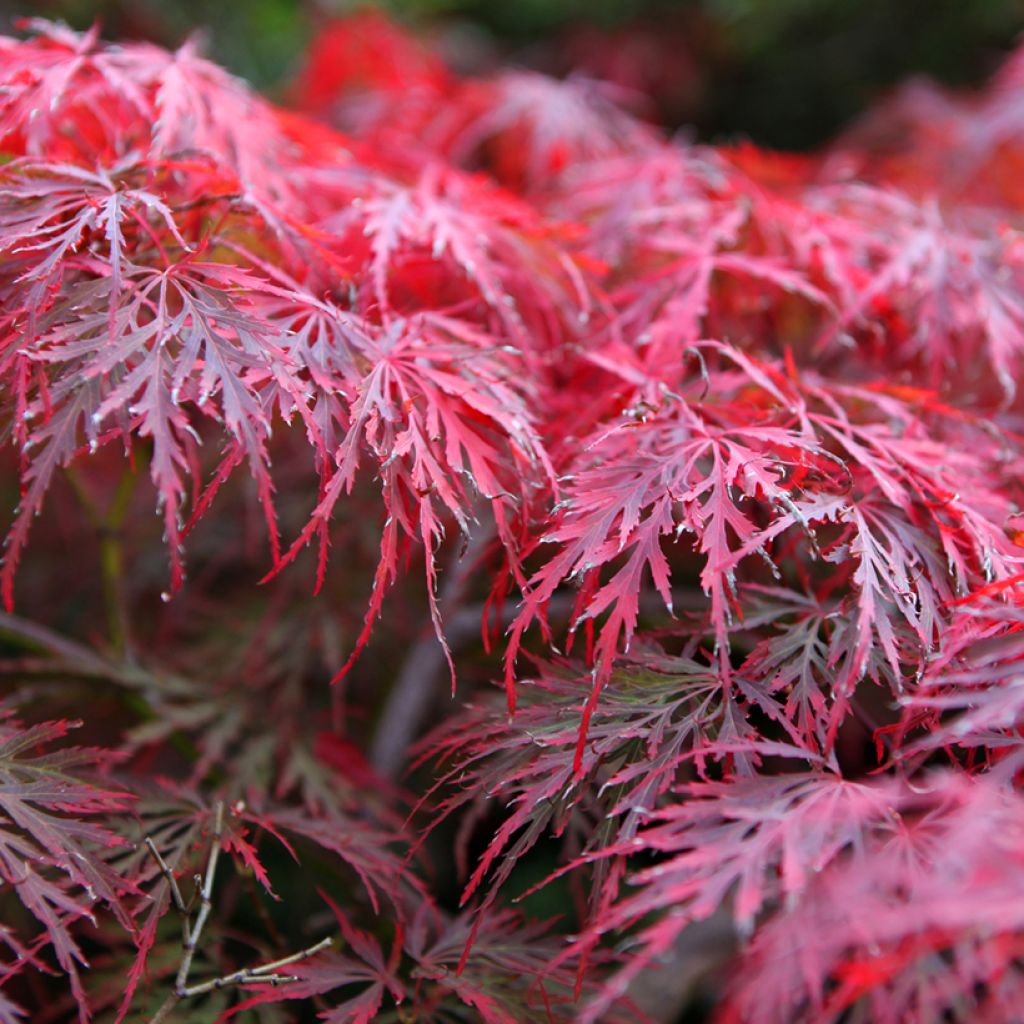 Fächerahorn Dissectum Garnet - Acer palmatum
