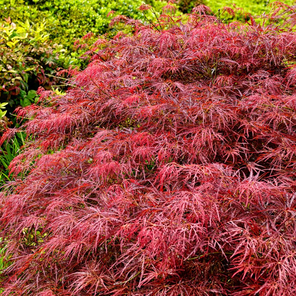 Fächerahorn Dissectum Garnet - Acer palmatum