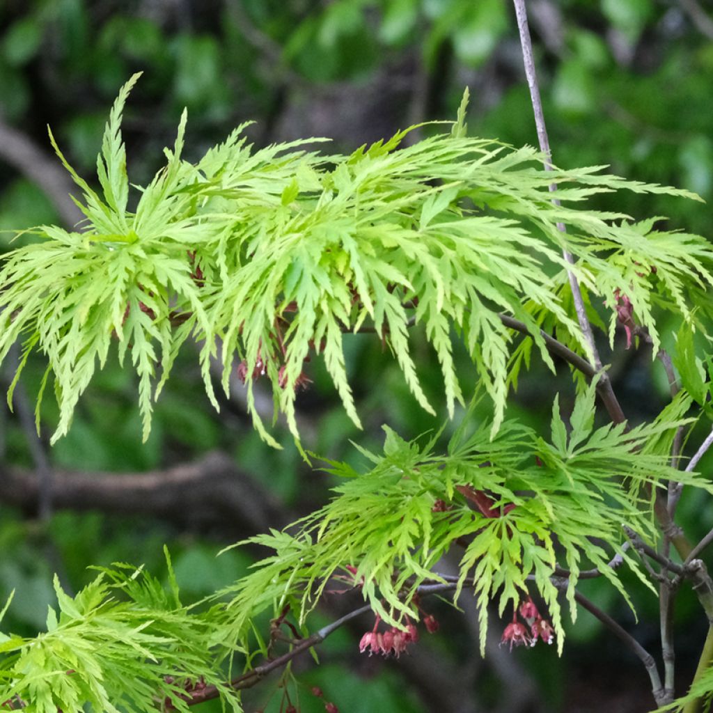Fächerahorn Dissectum Viridis - Acer palmatum