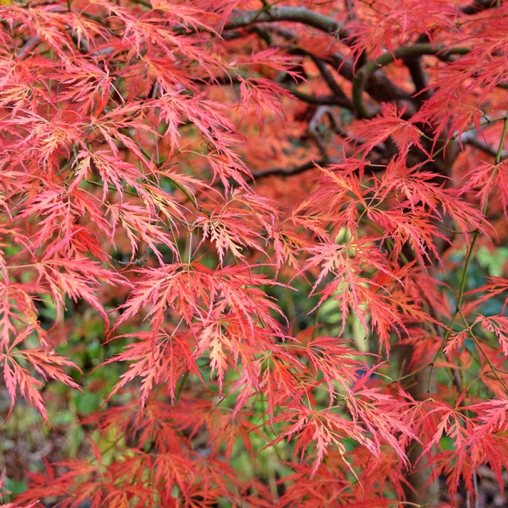 Fächerahorn Dissectum Viridis - Acer palmatum