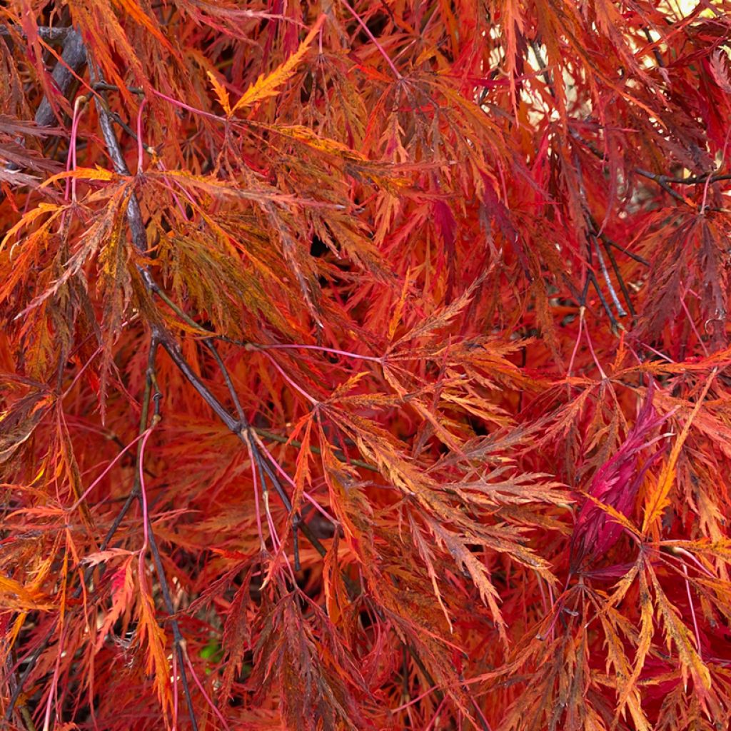 Fächerahorn Dissectum Viridis - Acer palmatum