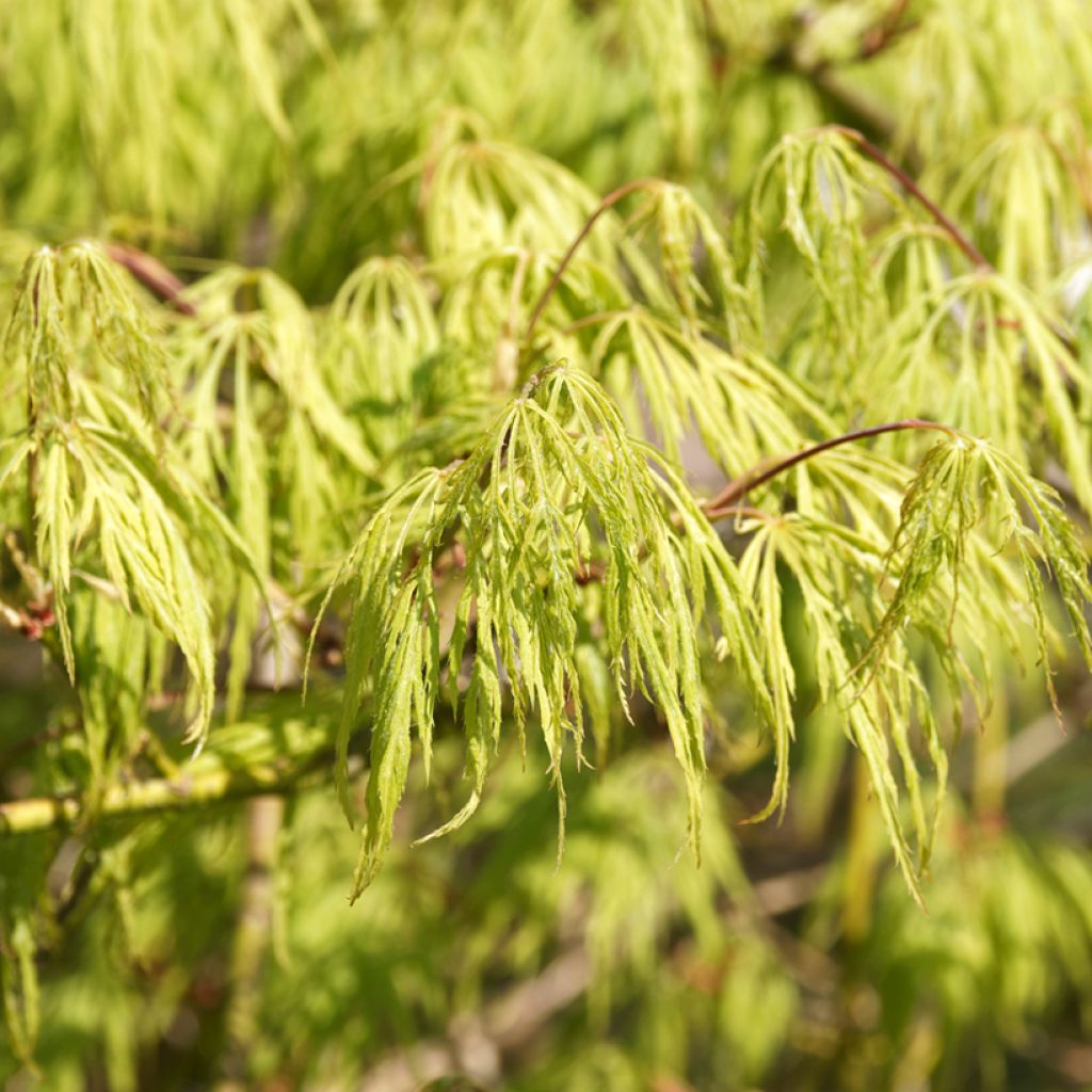 Fächerahorn Dissectum Viridis - Acer palmatum
