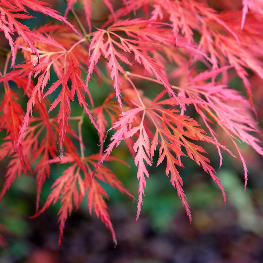 Fächerahorn Dissectum Viridis - Acer palmatum