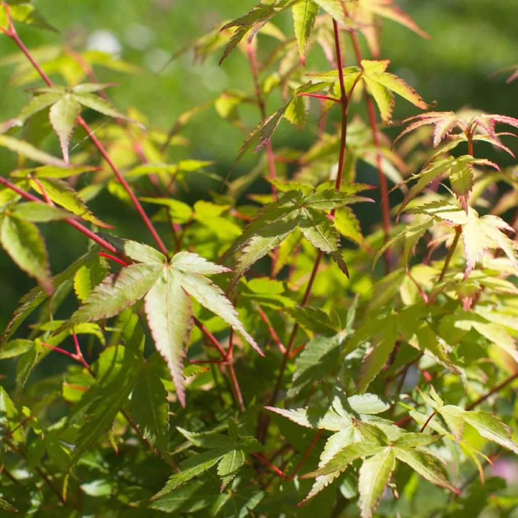 Fächerahorn Little Princess - Acer palmatum