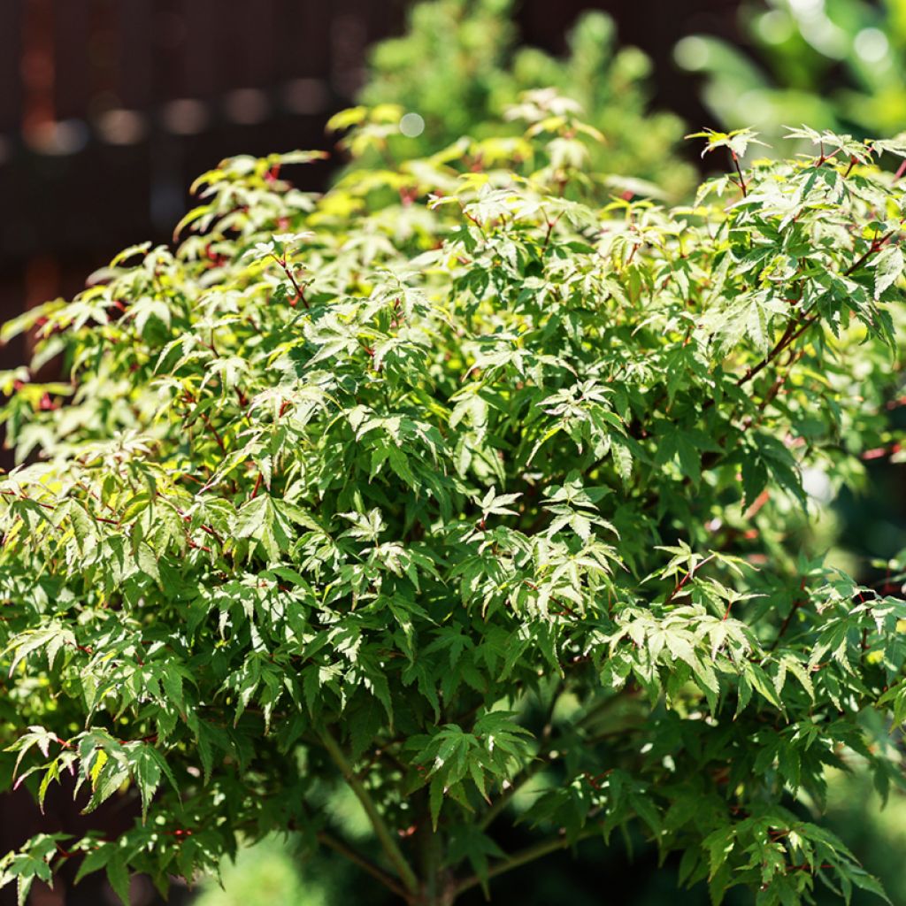 Fächerahorn Little Princess - Acer palmatum