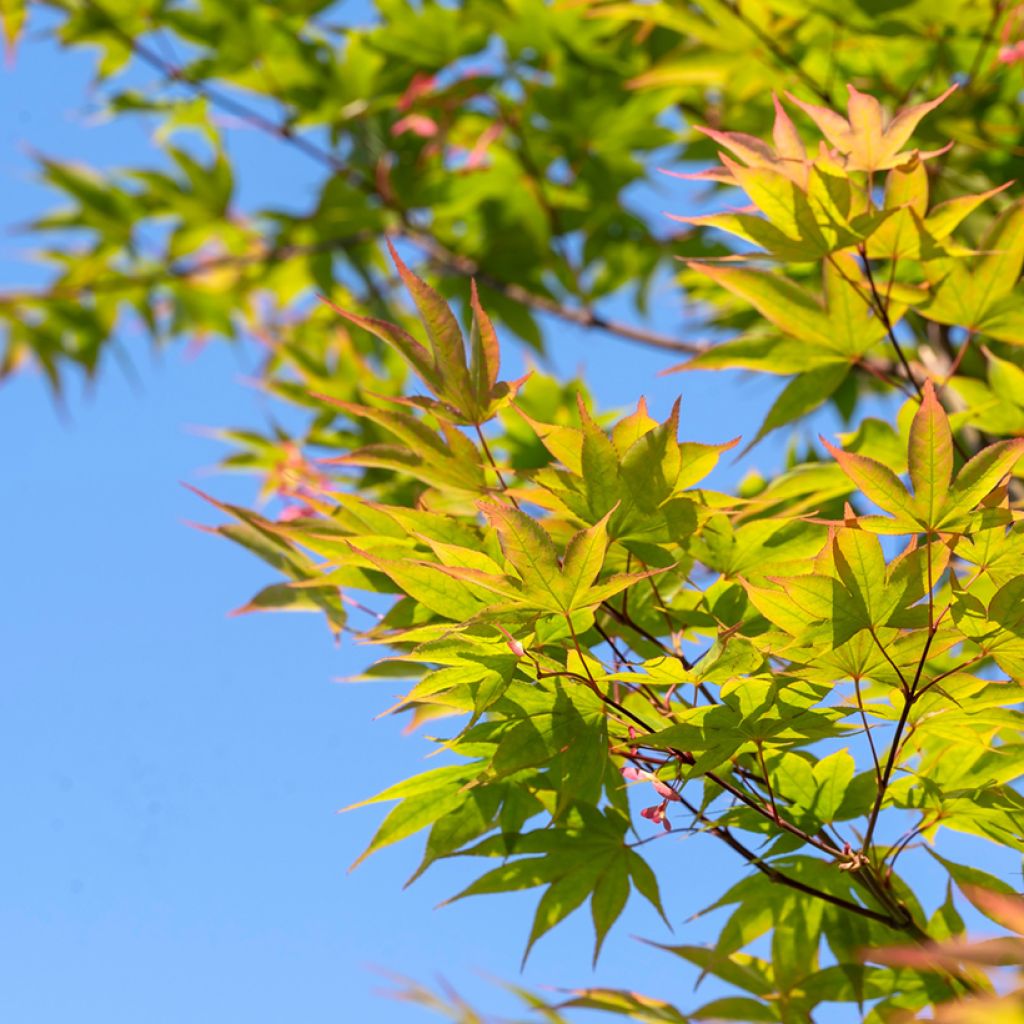 Fächerahorn Osakazuki - Acer palmatum