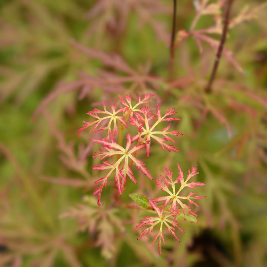 Fächerahorn Seiryu - Acer palmatum