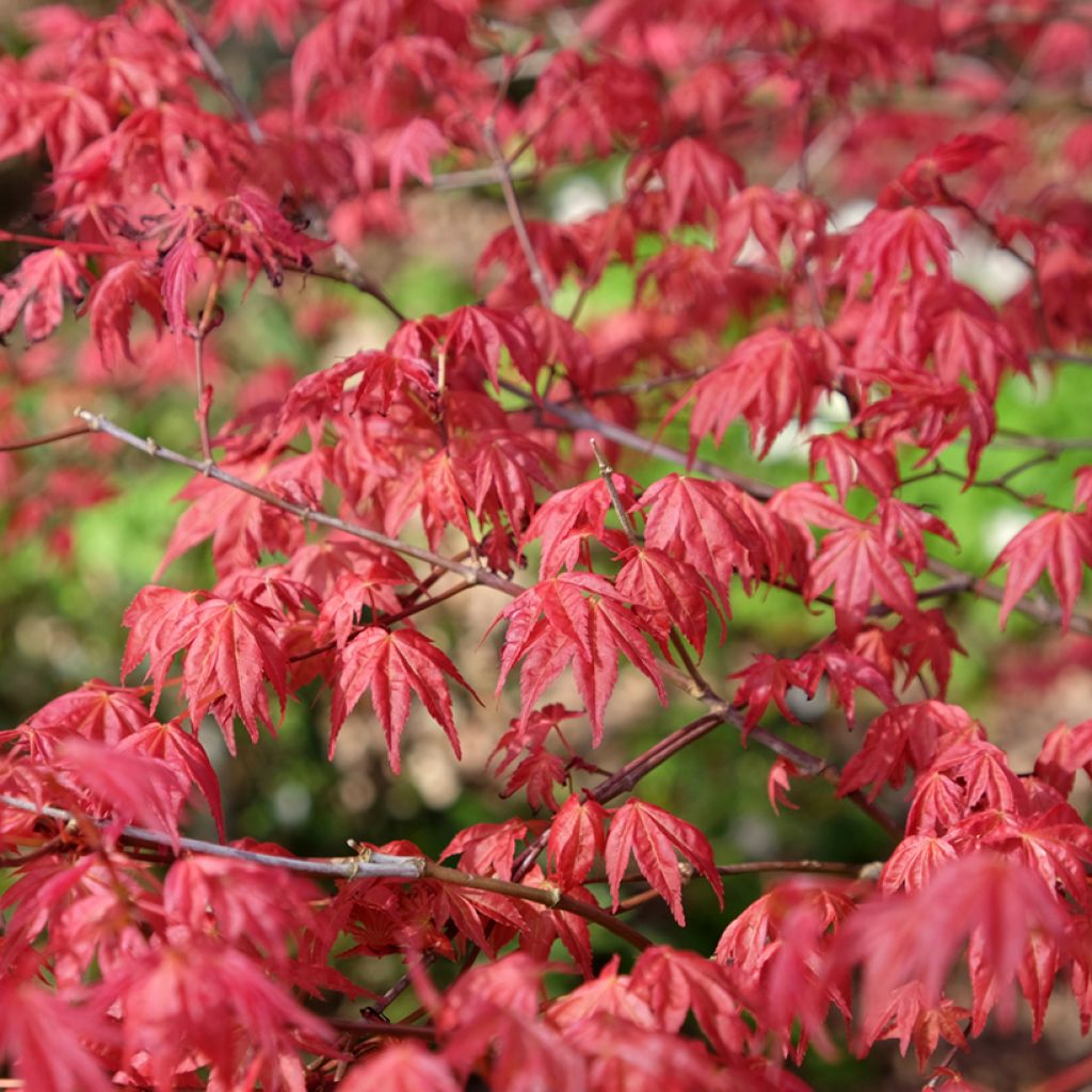 Fächerahorn Shindeshojo - Acer palmatum
