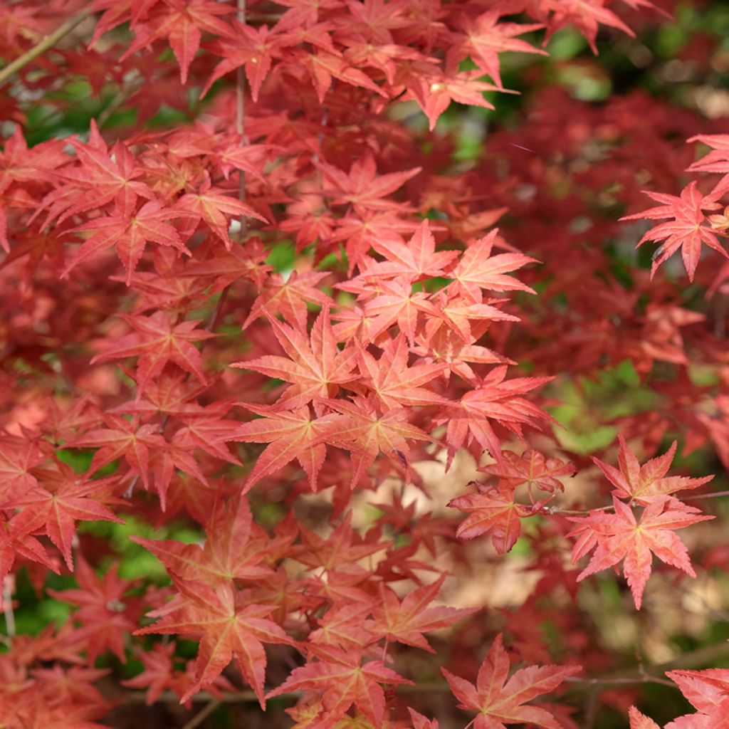 Fächerahorn Shindeshojo - Acer palmatum