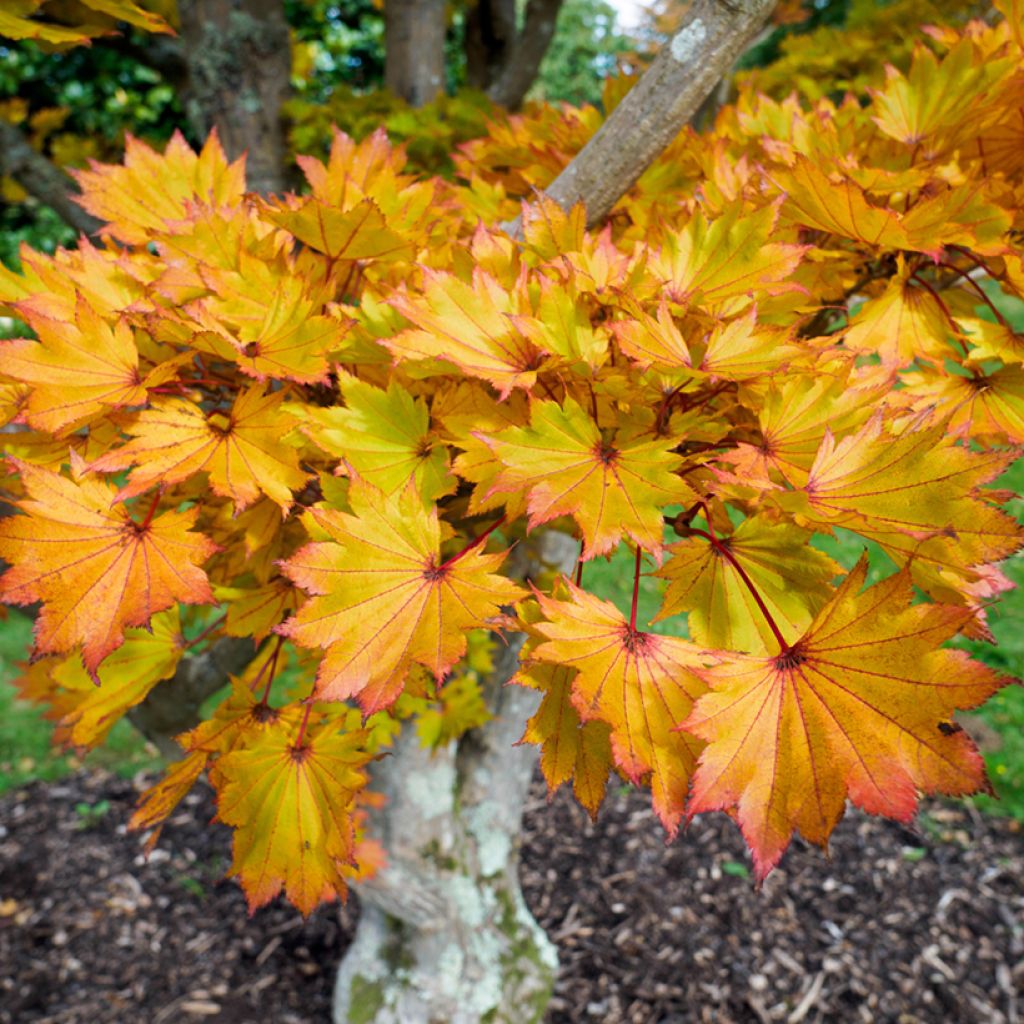 Japanischer Ahorn Aureum - Acer shirasawanum