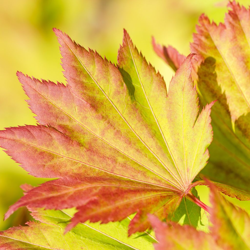 Japanischer Ahorn Aureum - Acer shirasawanum