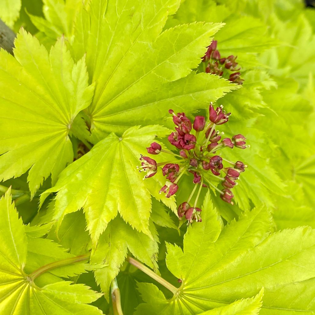 Japanischer Ahorn Aureum - Acer shirasawanum