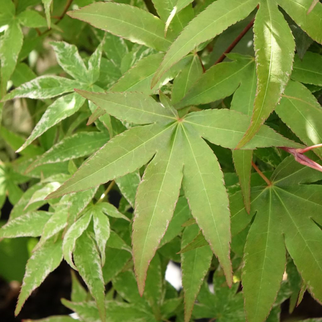 Fächerahorn Ukigumo - Acer palmatum
