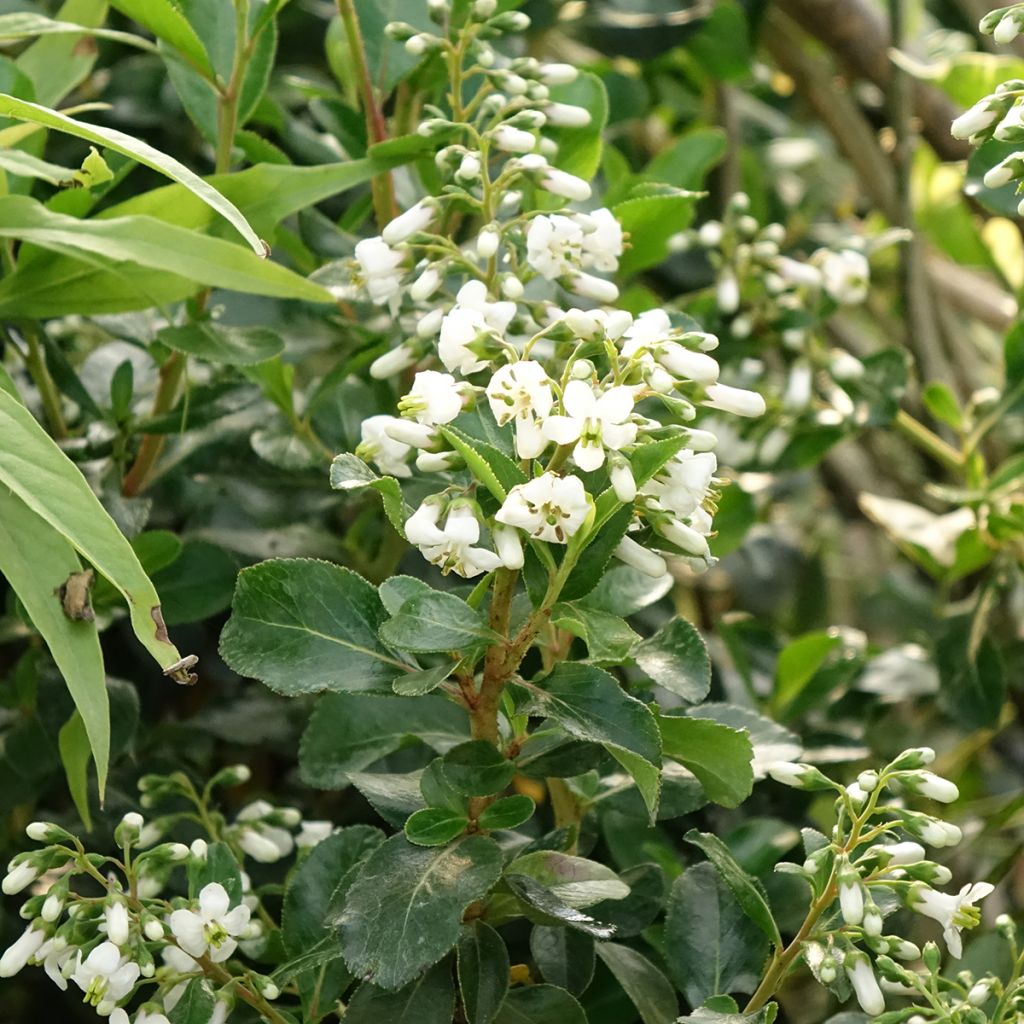 Escallonia Iveyi - Andenstrauch