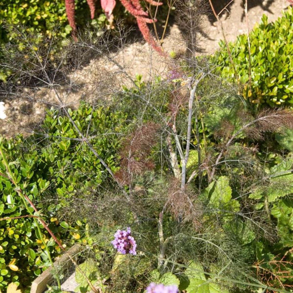 Fenchel Purpureum - Foeniculum vulgare