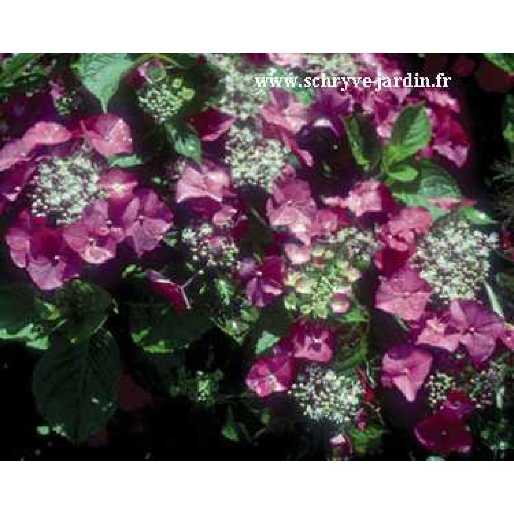 Hydrangea macrophylla Geoffrey Chabdun - Bauernhortensie