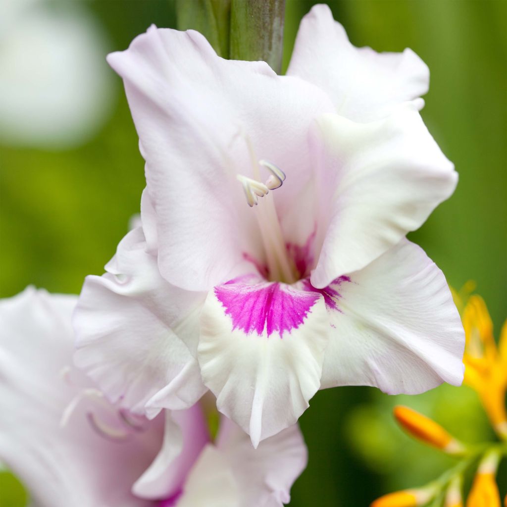 Großblütige Gladiole Home Coming - Gladiolus
