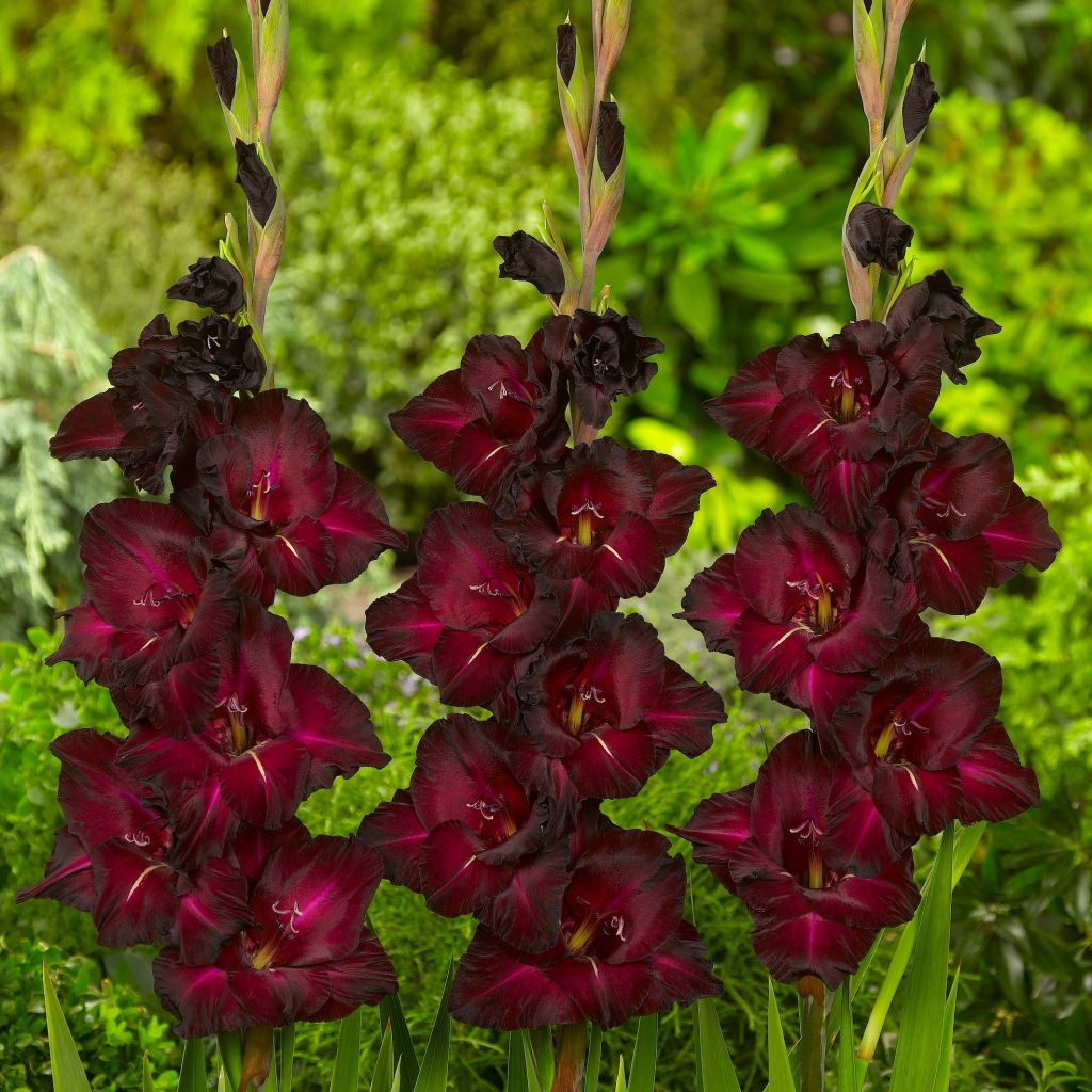 Großblütige Gladiole Black Surprise - Gladiolus
