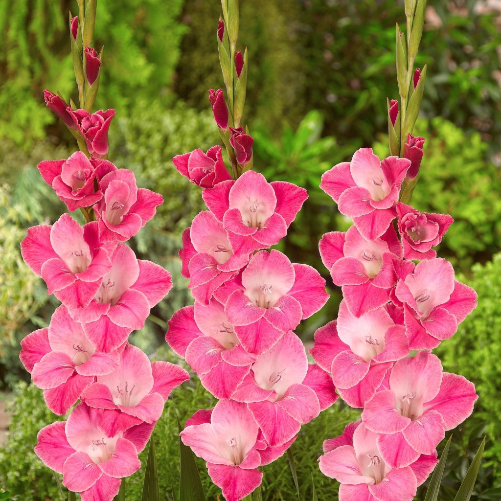 Großblütige Gladiole Invitatie - Gladiolus