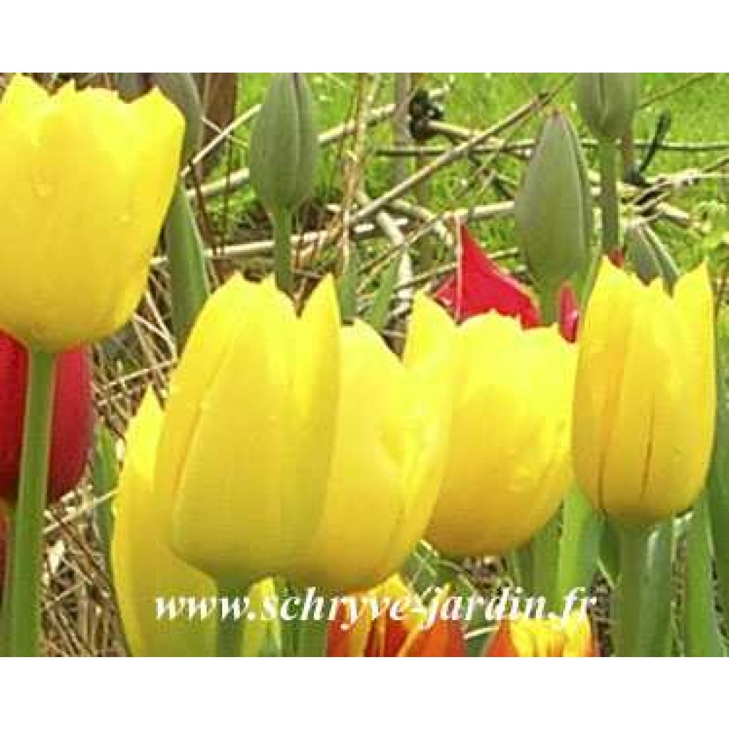 Triumph-Tulpe Golden Melody