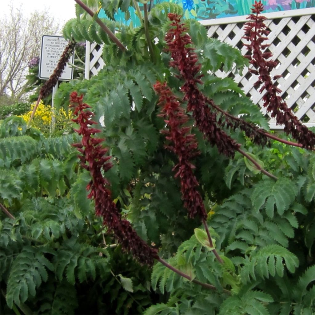 Melianthus major (Samen) - Honigstrauch