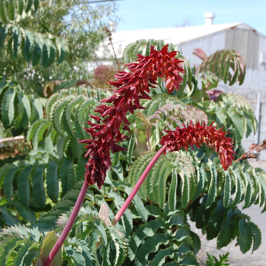Melianthus major (Samen) - Honigstrauch