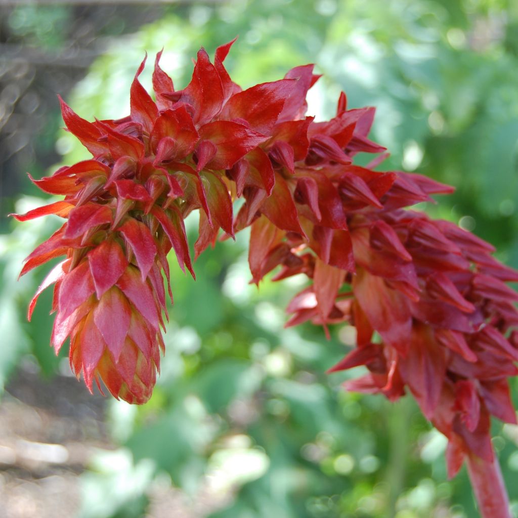 Melianthus major (Samen) - Honigstrauch