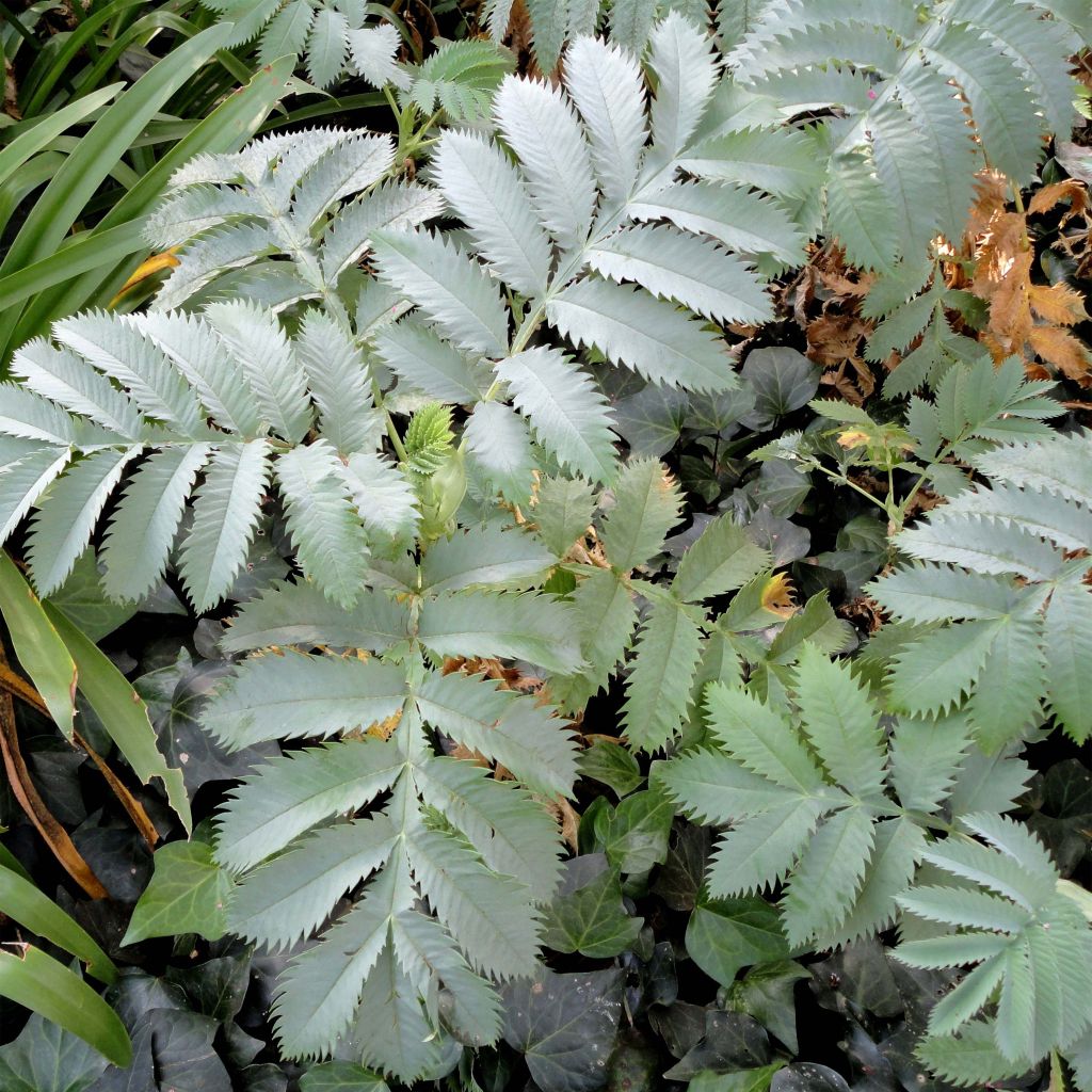 Melianthus major (Samen) - Honigstrauch