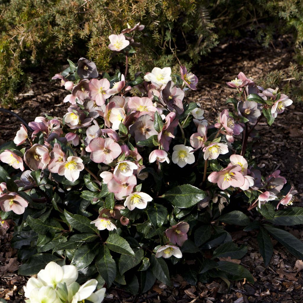 Helleborus ballardiae Maestro - Nieswurz