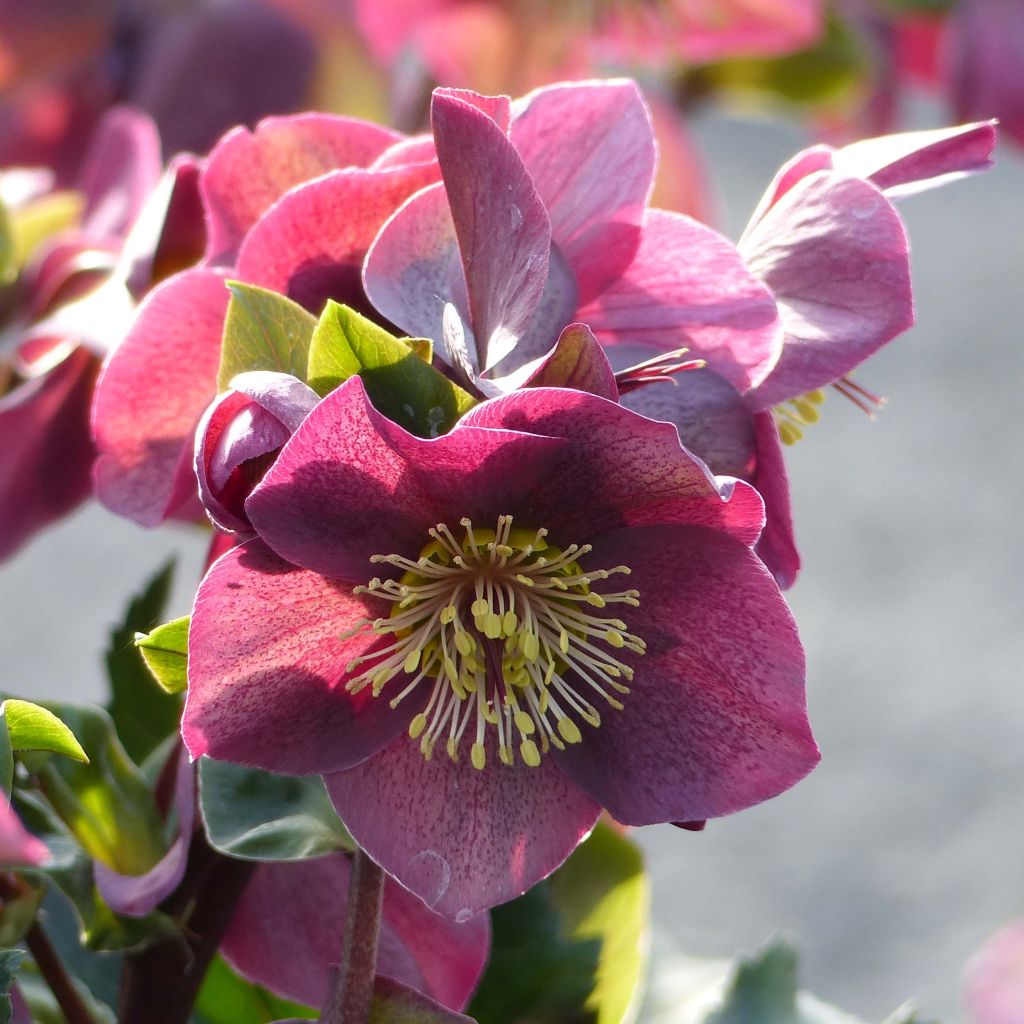 Helleborus orientalis HGC Ice N' Roses Red