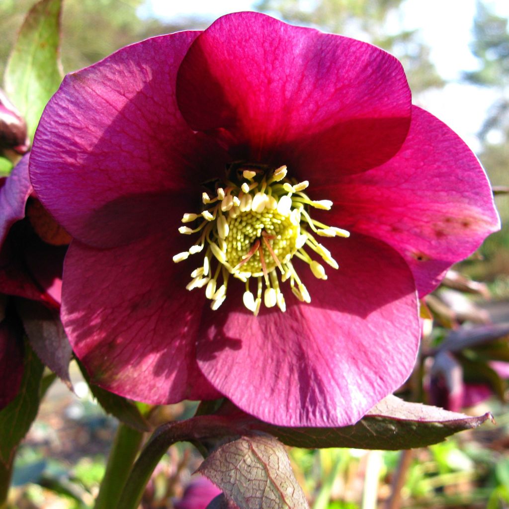 Helleborus orientalis HGC Ice N' Roses Red