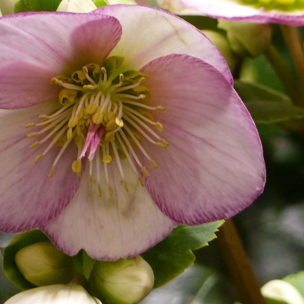 Helleborus orientalis HGC Ice N' Roses Picotee