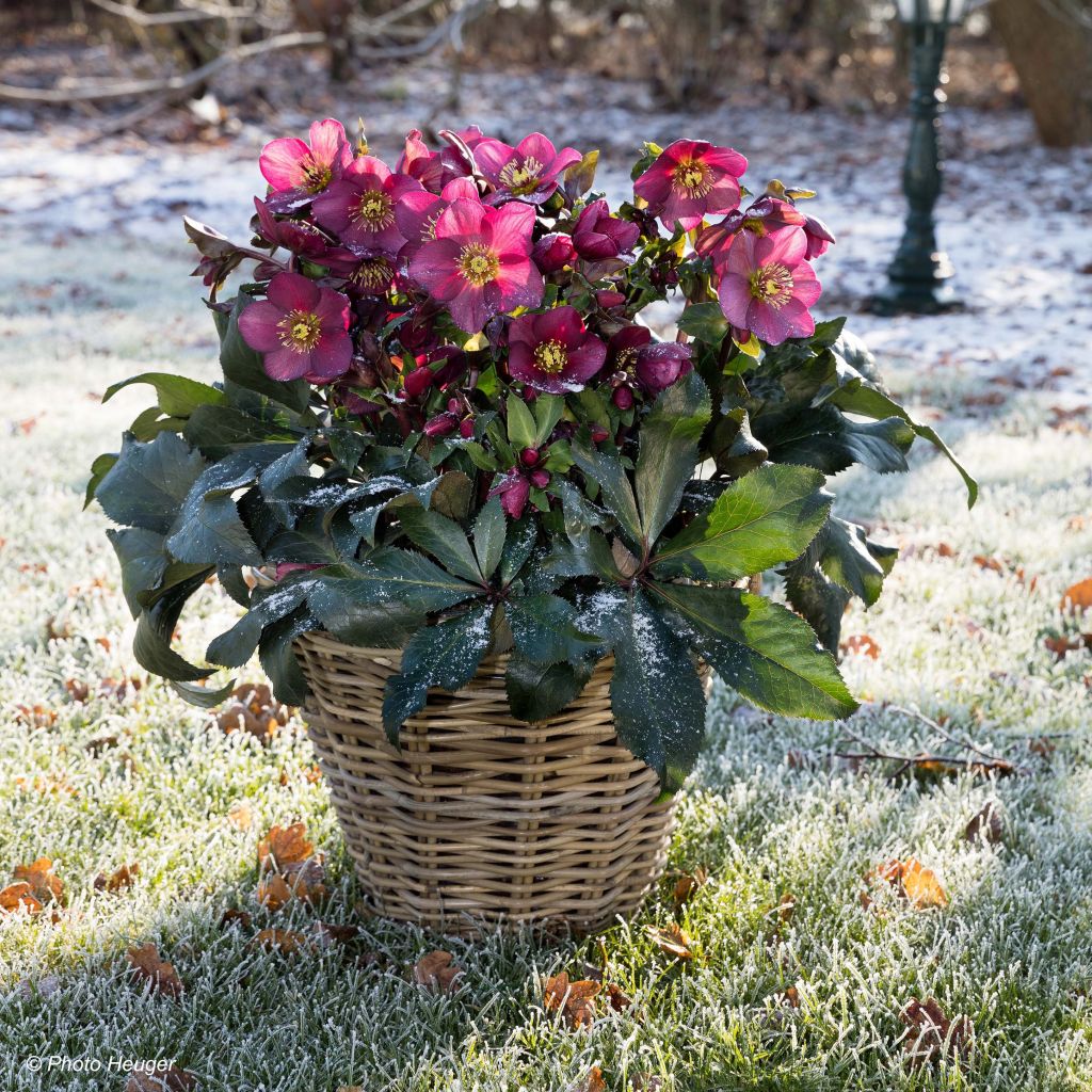 Helleborus orientalis HGC Ice N' Roses Red