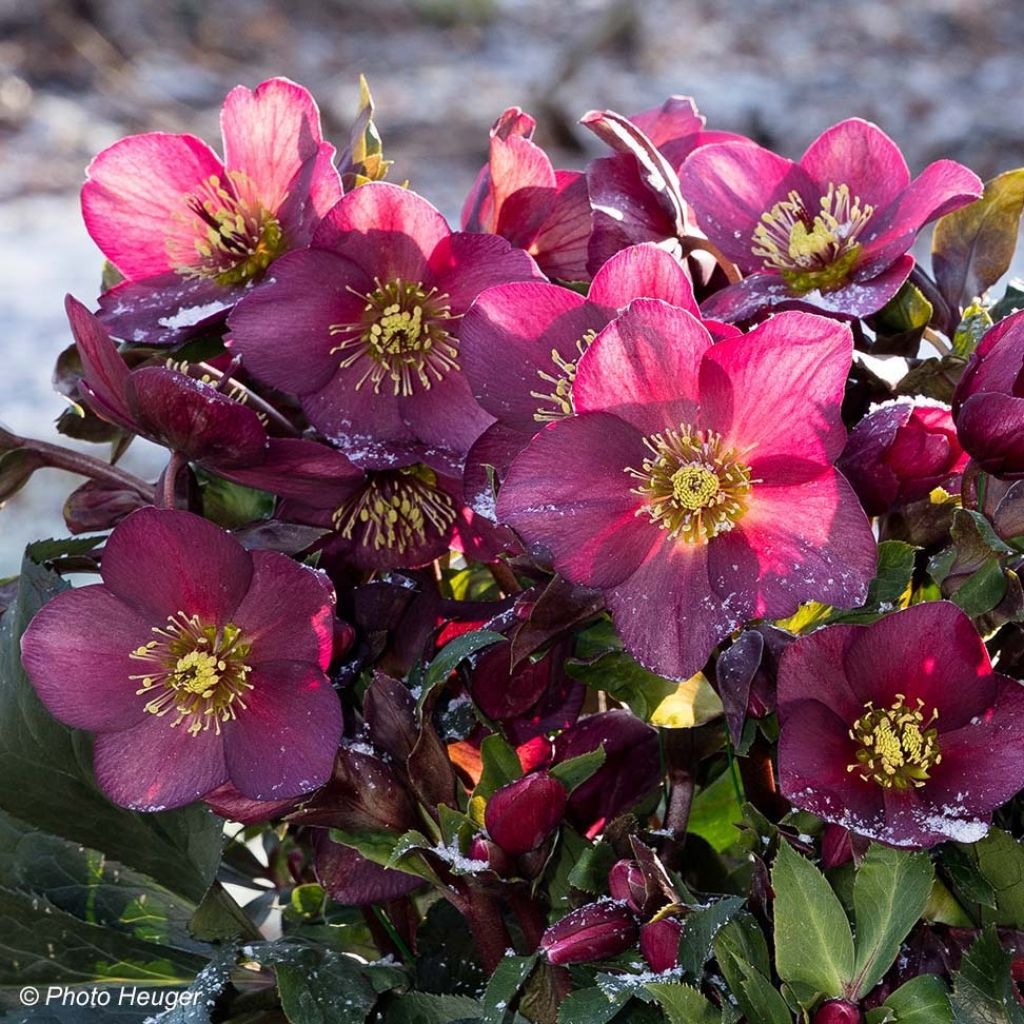 Helleborus orientalis HGC Ice N' Roses Red