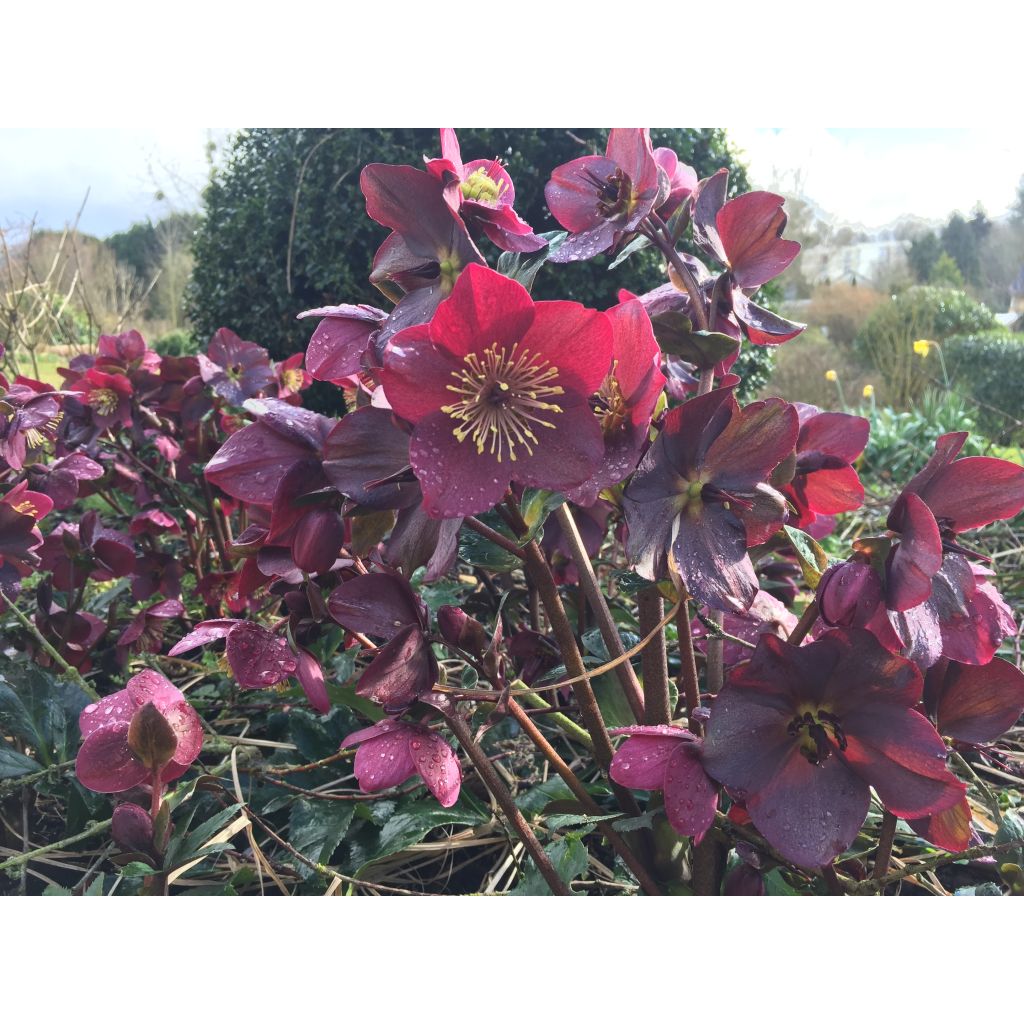 Helleborus orientalis HGC Ice N' Roses Red