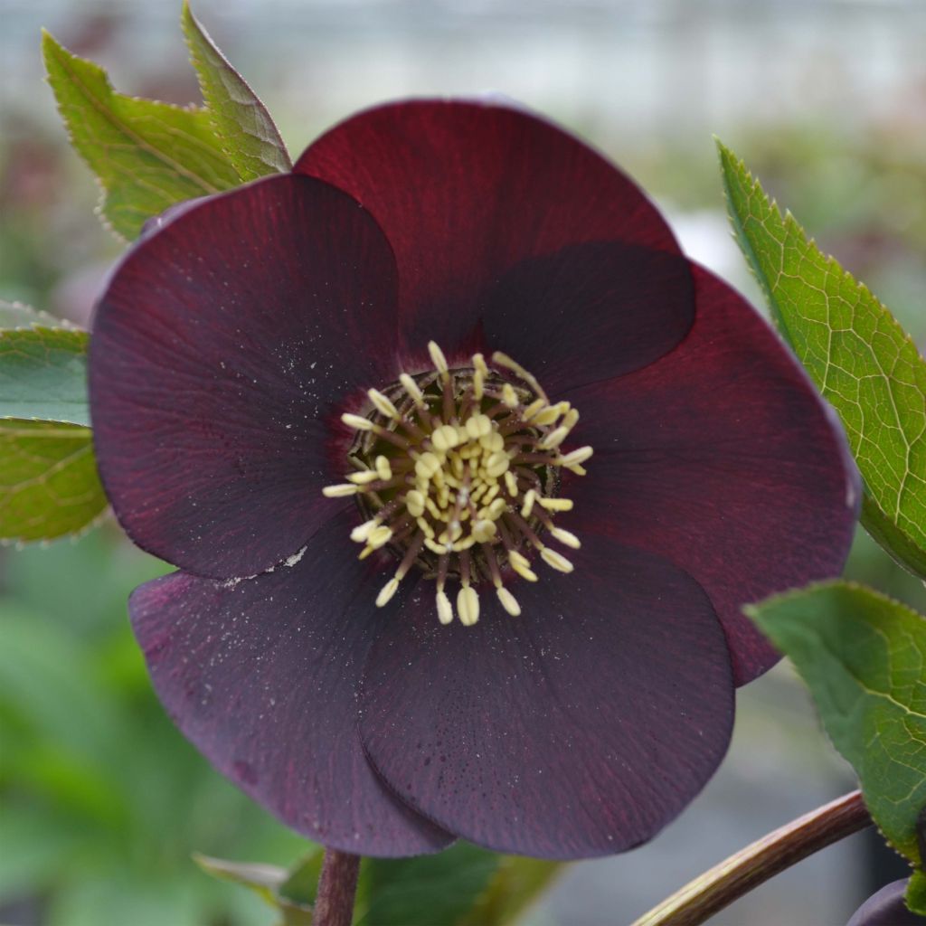 Helleborus orientalis Black