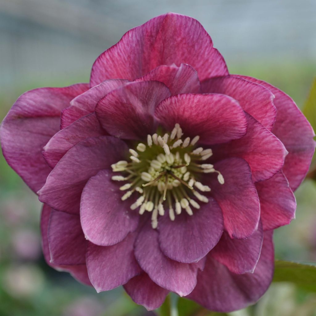 Helleborus orientalis Double Red