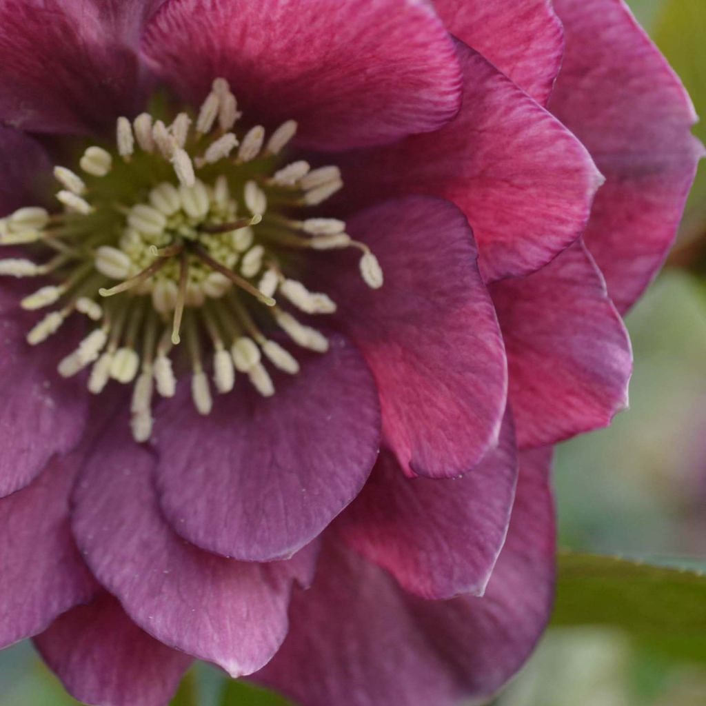 Helleborus orientalis Double Red