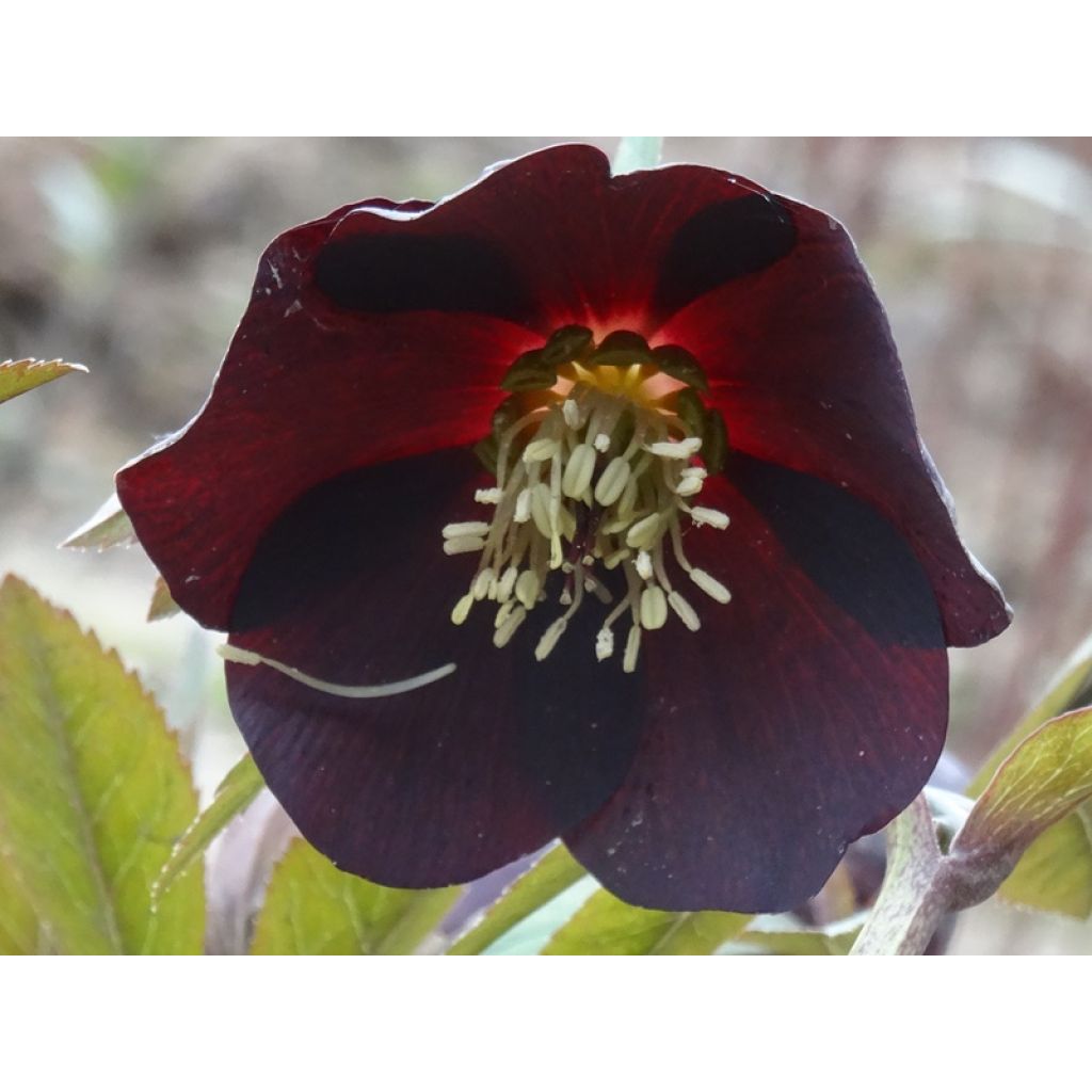 Helleborus orientalis Black
